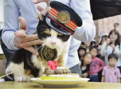 一年带来11亿日元收益 日本超人气“猫站长”去世